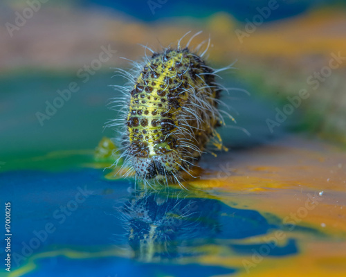 caterpillar in paints for drawing