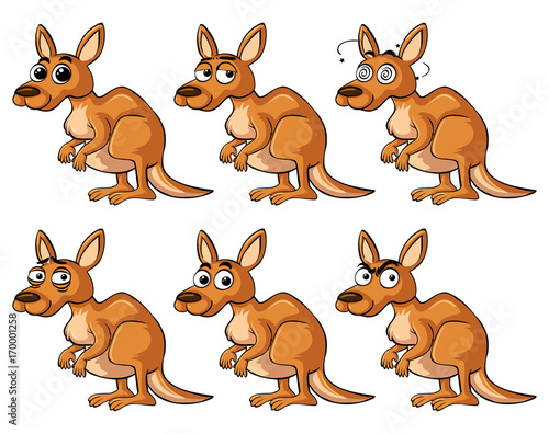 Kangaroo with different emotions