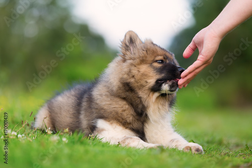 hand gives an elo puppy a treat