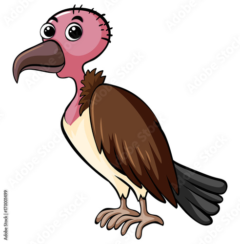 Vulture on white background
