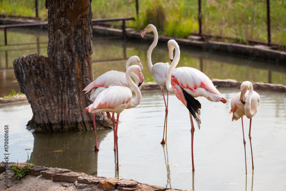 Beautiful pink big bird Greater Flamingo.