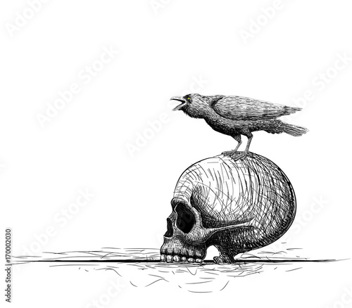 raven bird perch on skull. isolated on white. Hand drawing vector art. Sketch vector illustration. line art composition.