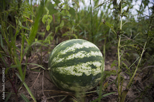 Ripe watermelon in the garden at the end of summer
