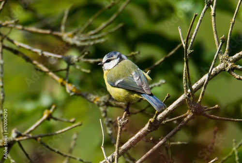 Blaumeise auf einem Busch 