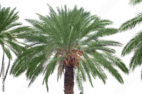 Green palm on light background
