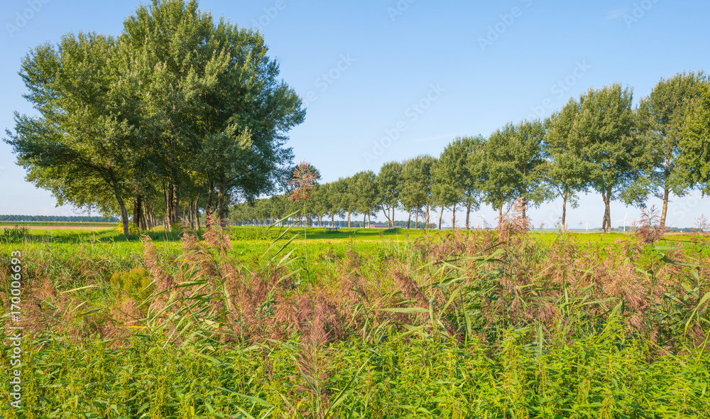 Trees along a field in sunlight in summer Trees along a field in sunlight in summer