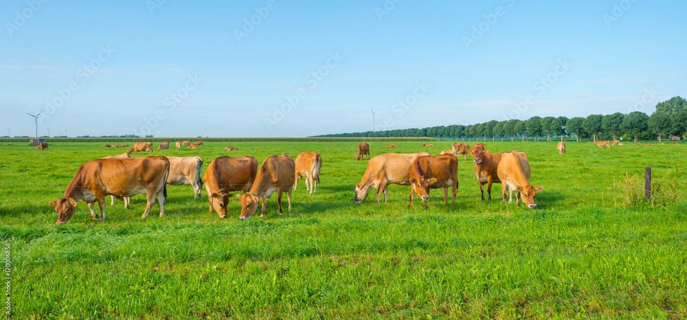 Cows in a green meadow in sunlight in summer