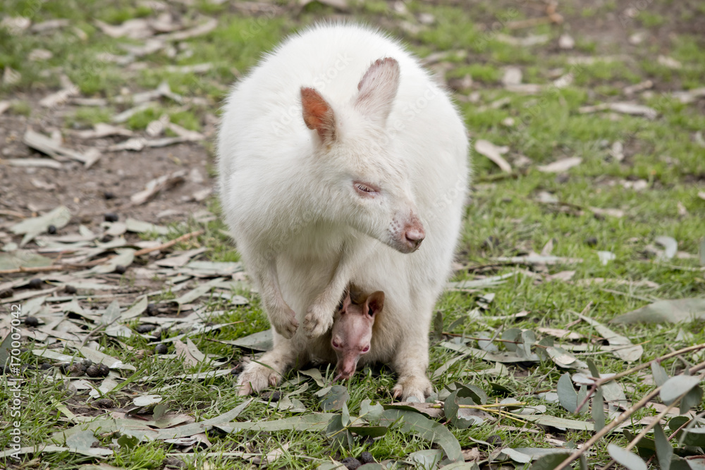 albino wallaby and joey albino wallaby and joey