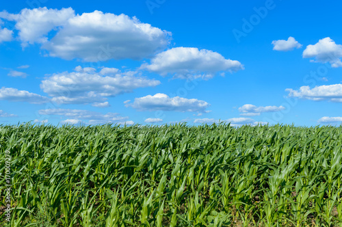 A wide field of juicy green corn stalks and a blue sky above it. Clear weather.