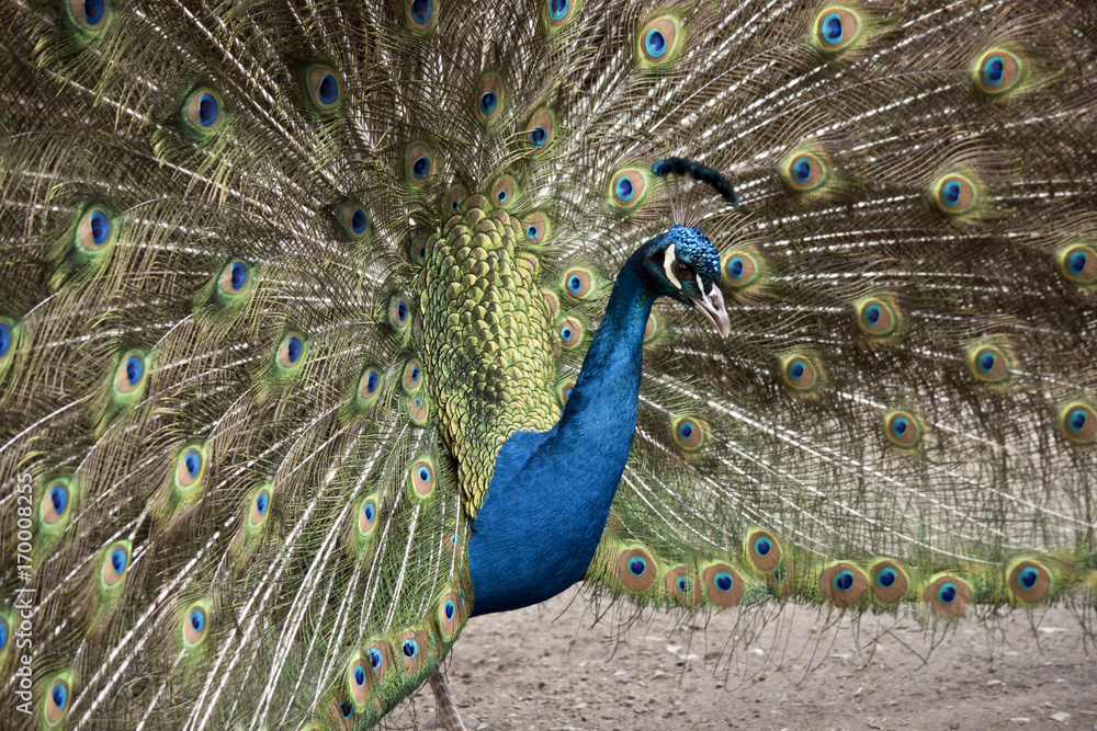 Obraz premium peacock