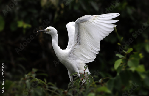 Beautiful egret ready to fly