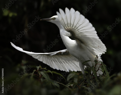 Beautiful egret streched wings