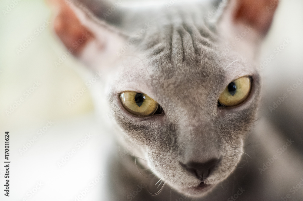 Fotografie A beautiful gray sphinx cat sitting on a white background