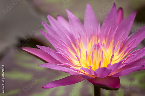 lotus flower