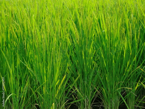 緑の稲