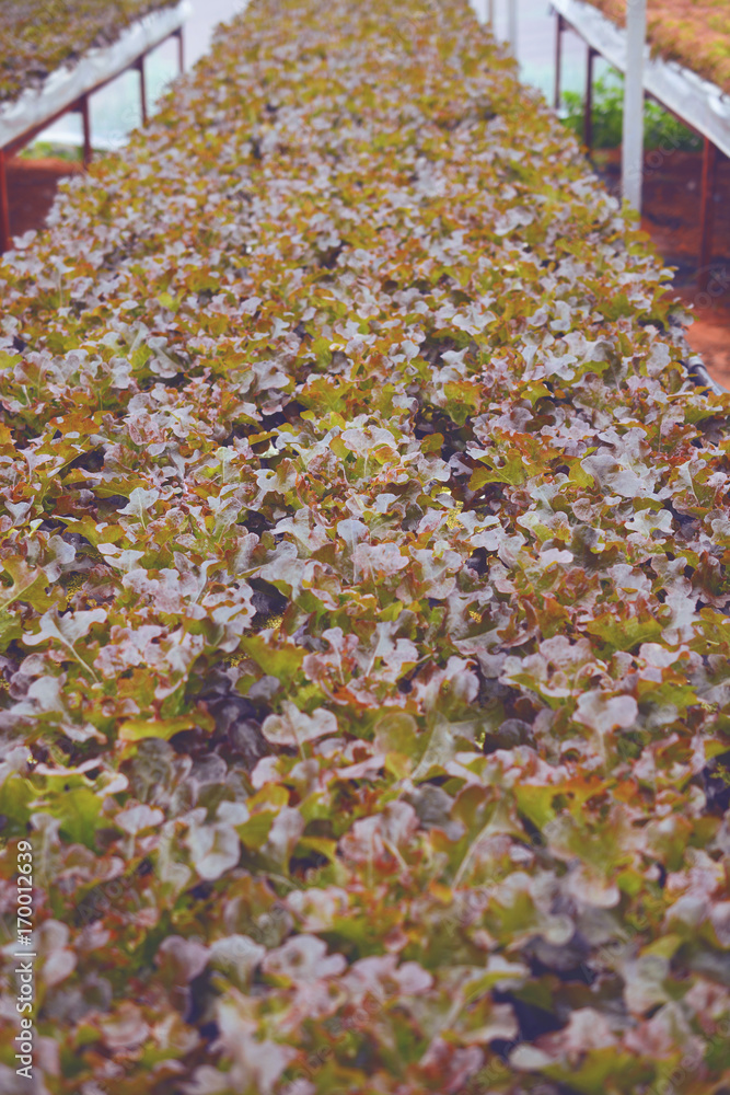 Hydroponic salad vegetable growing in the greenhouse on farmland. Hydroponic salad vegetable growing in the greenhouse on farmland.