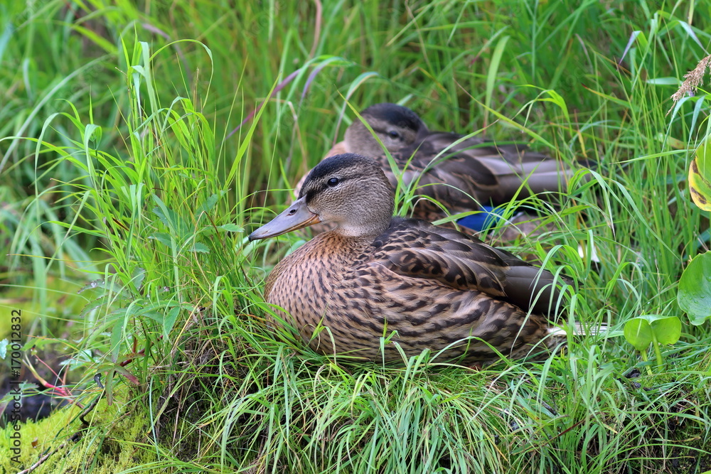 Anas platyrhynchos. Female Mallard closeup in Siberia Anas platyrhynchos. Female Mallard closeup in Siberia
