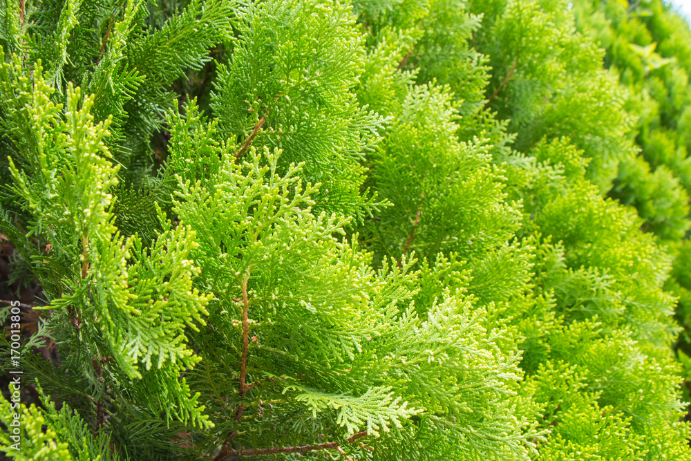 close-up view of pine trees close-up view of pine trees