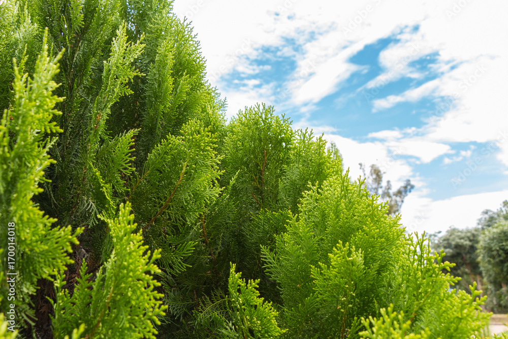 pine trees with blue sky pine trees with blue sky