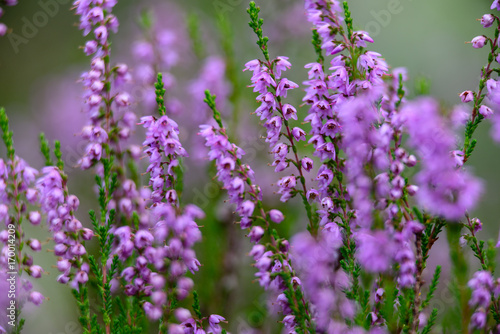 forest heather flowers and blossoms in spring