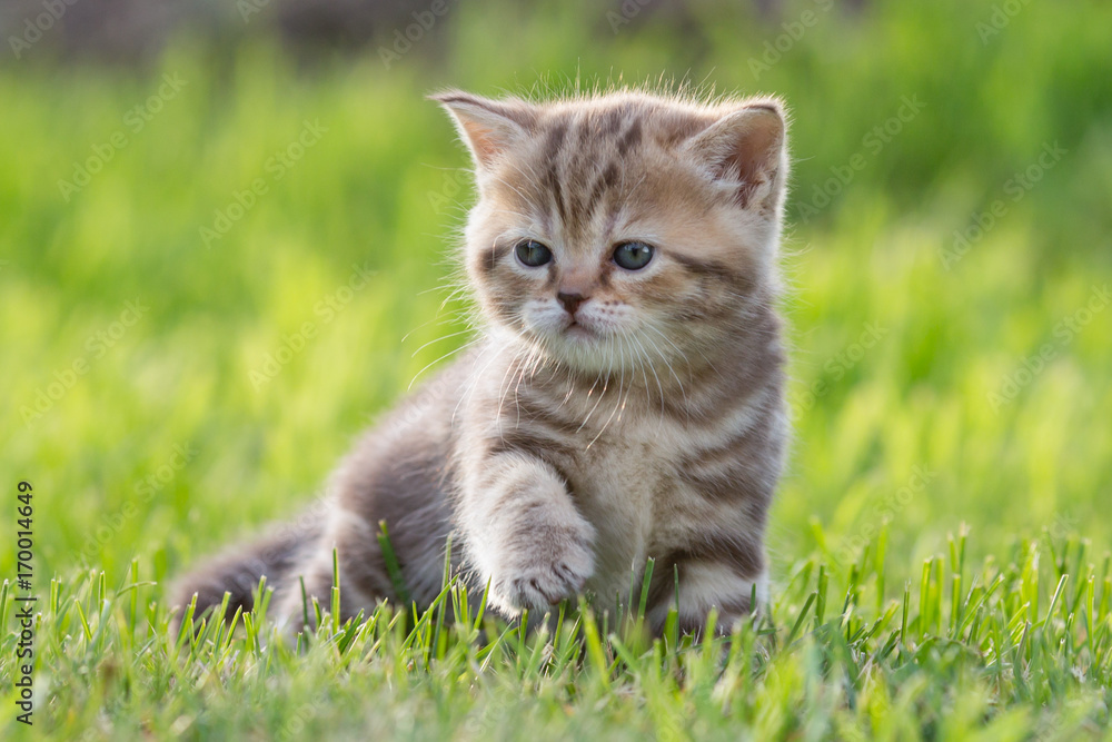 baby cat or kitten in green grass