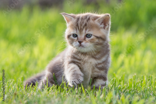 baby cat or kitten in green grass