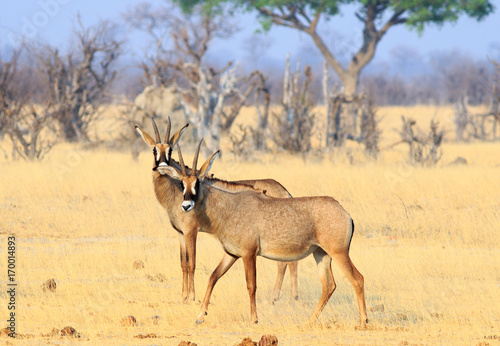 Two Roan Antelopes standing on the plains in Hwange, Zimbabwe