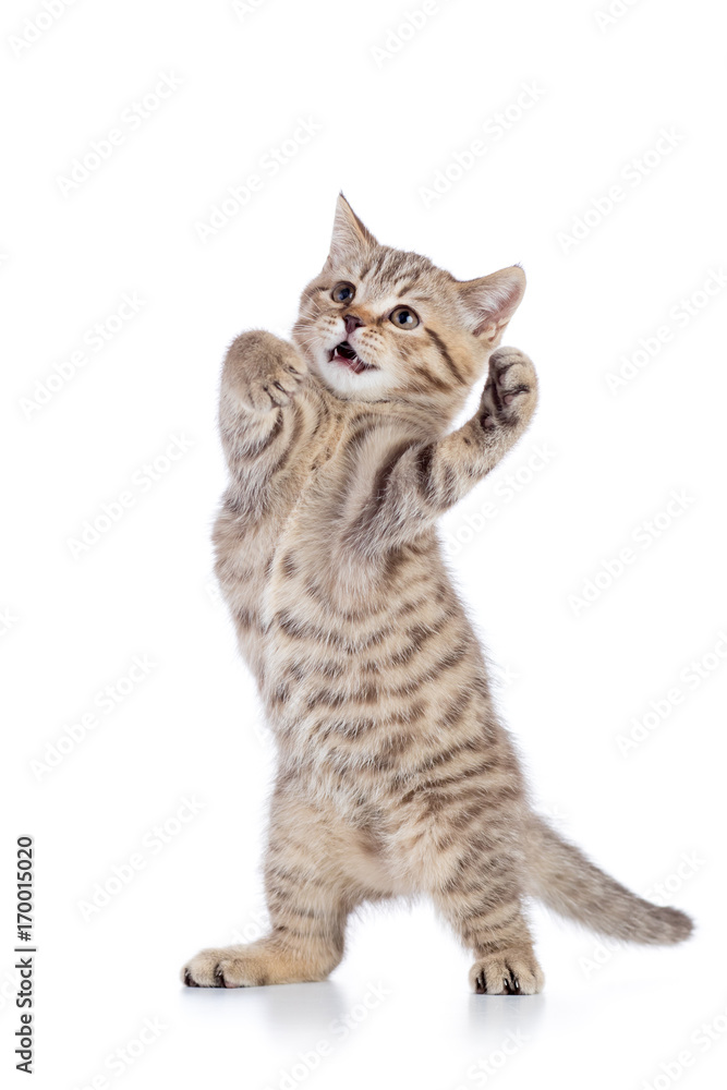 fluffy gray cat kitten, breed scottish straight, playing over white background