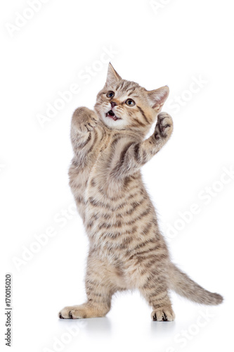 fluffy gray cat kitten, breed scottish straight, playing over white background