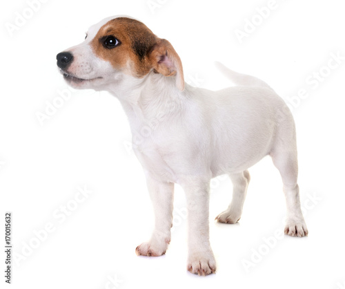 Fototapeta Naklejka Na Ścianę i Meble -  puppy jack russel terrier