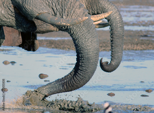 Close up of Elephant tusks and trunks, with the trunk curled while taking a drink