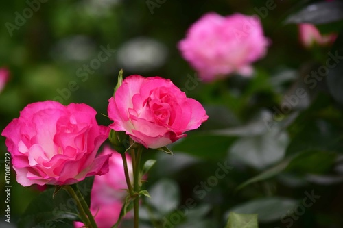 ピンクのバラ ストロベリーアイス