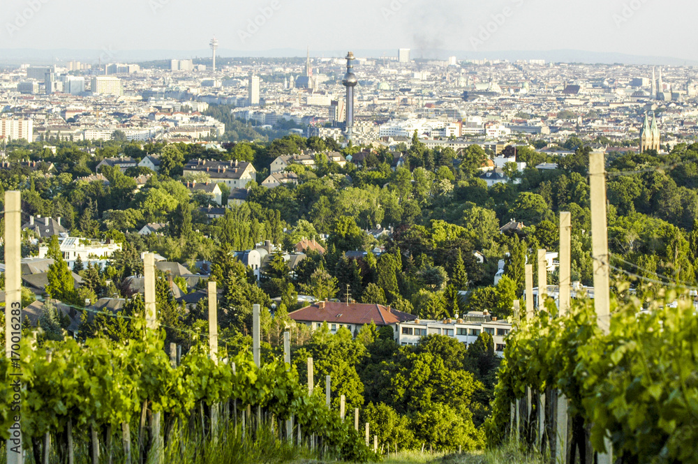 Φωτογραφία Wien, Kahlenberg, Weingarten, Blick auf die Stadt, Österreich,