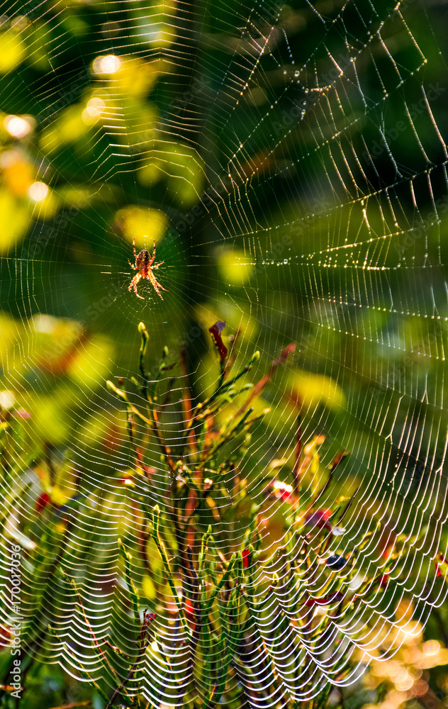 red spider in the web on beautiful foliage bokeh red spider in the web on beautiful foliage bokeh