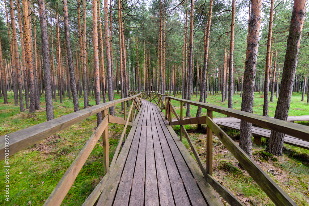 A trail of wooden flooring in a beautiful pine Park, Leningrad region, Russia A trail of wooden flooring in a beautiful pine Park, Leningrad region, Russia