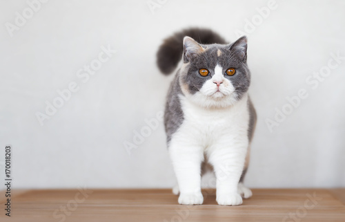 Hübsche Britisch Kurzhaar Katze in Tricolor