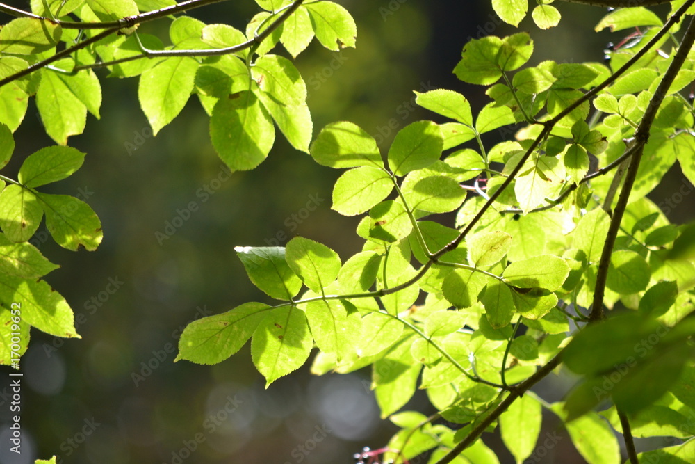Leaves Leaves