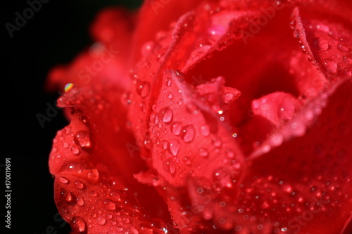 Petals of red rose and rain drops