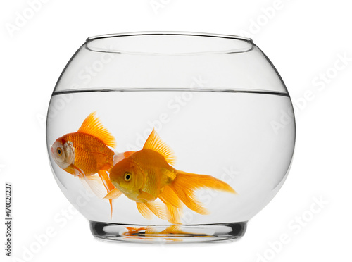 Goldfishes in fishbowl isolated on white background.