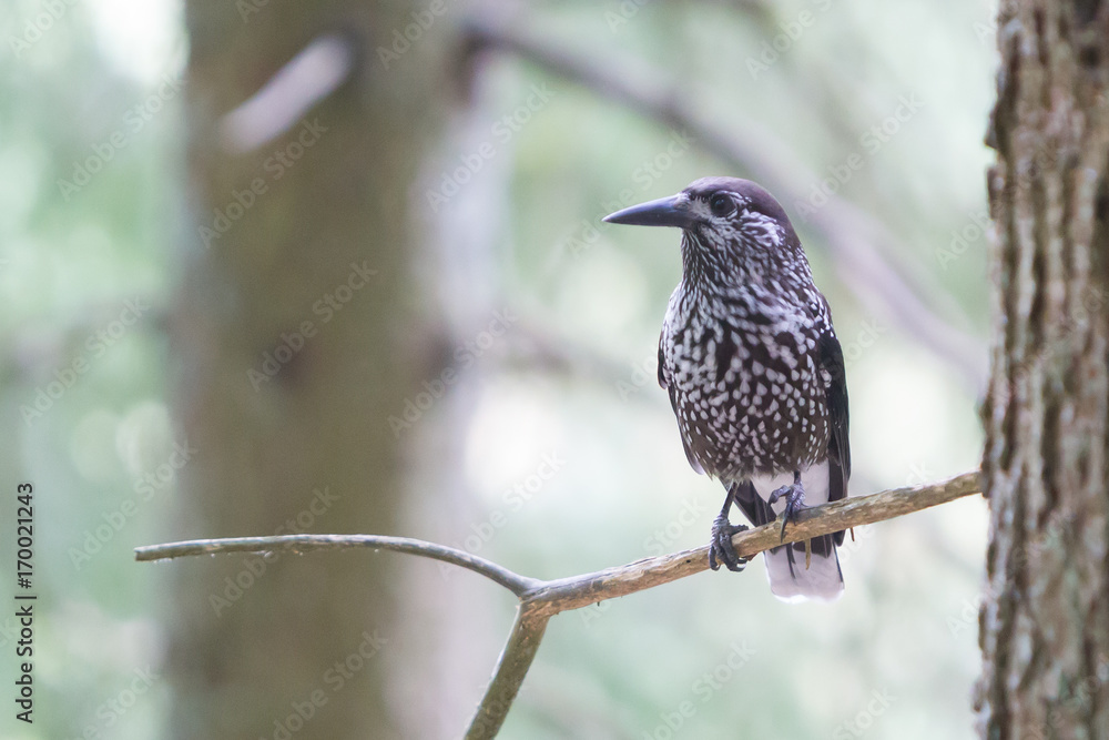 Nutcracker, adult - Sitting in a tree Nutcracker, adult - Sitting in a tree