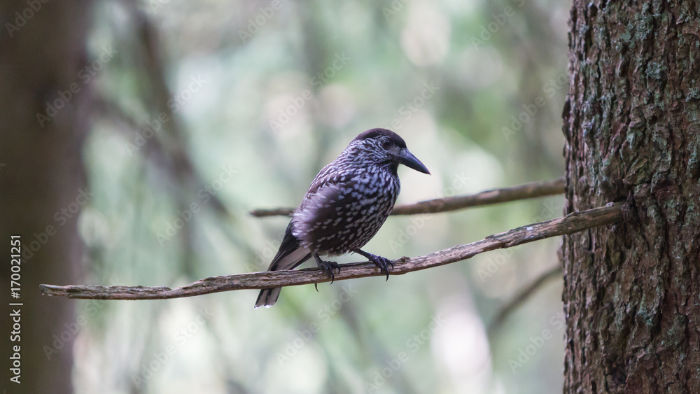 Nutcracker, adult - Sitting in a tree Nutcracker, adult - Sitting in a tree