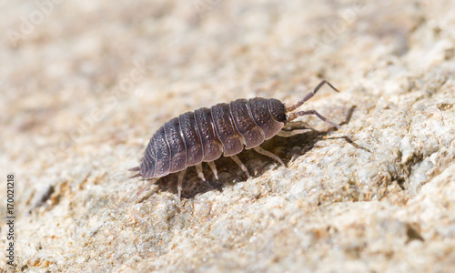 Close-up of the common woodlouse