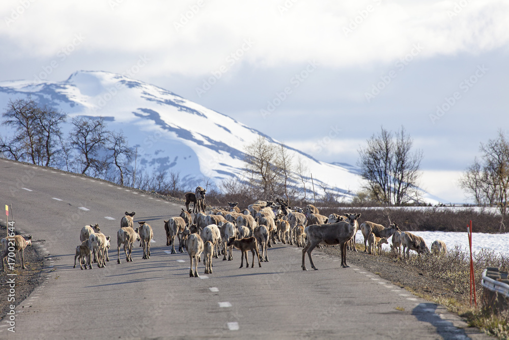 Fototapeta premium Rentierherde überquert Straße in Lappland
