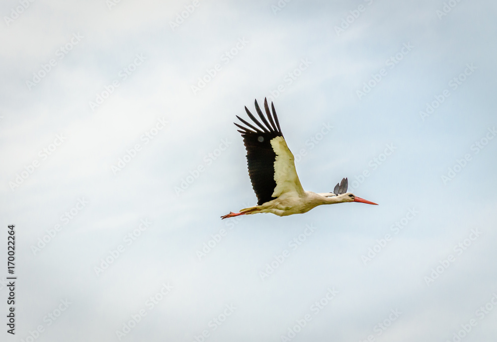 Naklejka premium yellow rose with detail on the petal