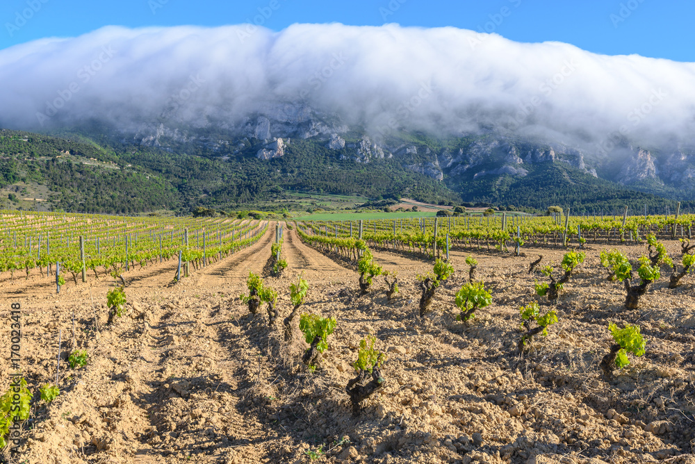 Viñedo en la Rioja Alavesa, País Vasco, España