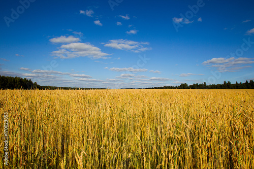 Wheat field on a summer sunny day