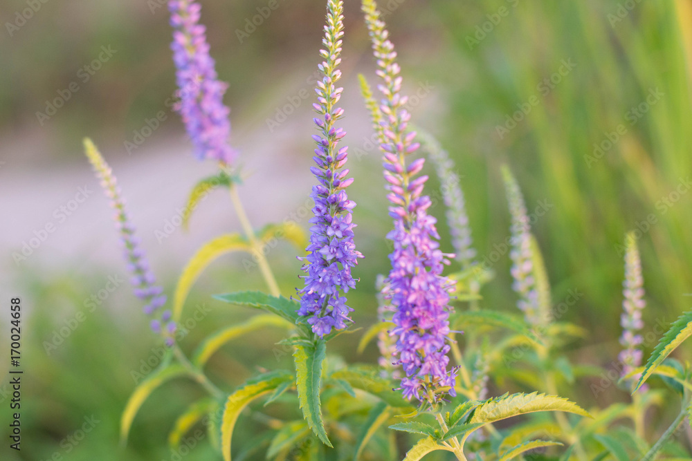 Obraz premium Summer purple flowers on a background of green grass