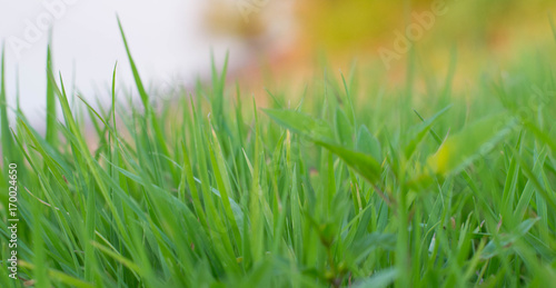 Summer green grass