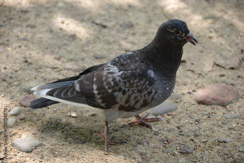 Gray pigeon