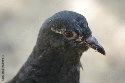 Gray pigeon